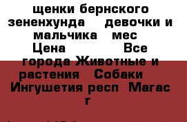 щенки бернского зененхунда. 2 девочки и 2 мальчика(2 мес.) › Цена ­ 22 000 - Все города Животные и растения » Собаки   . Ингушетия респ.,Магас г.